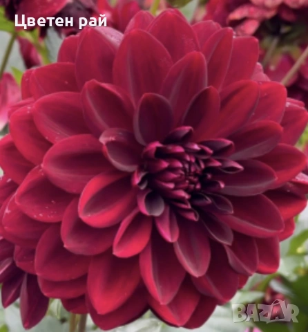Грудки на няколко цвята далии , снимка 15 - Градински цветя и растения - 53770861
