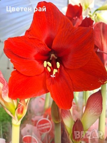 Луковици на 4цвята амарилис 4,50€, снимка 5 - Градински цветя и растения - 53658656