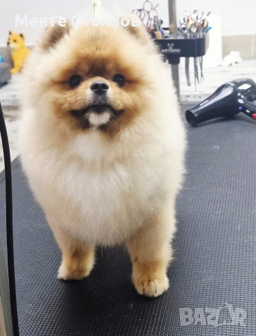 померан , снимка 6 - Померан - 53266878