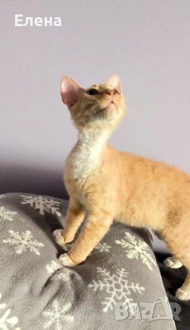 Браш кьдравокос момченце , снимка 3 - Сфинксове - 52185858