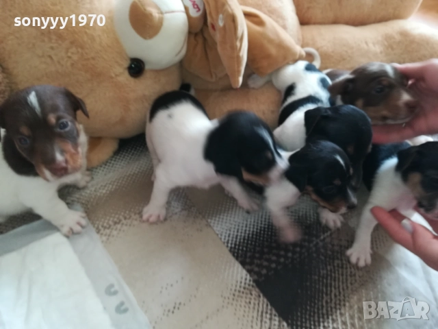 ПРОДАВАМЕ КУЧЕНЦА ДЖАК РЪСЕЛ 0909251129, снимка 2 - Джак ръсел териер - 51651384