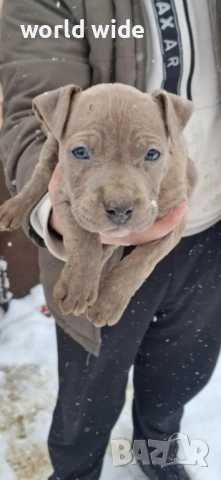 Бебета питбул, снимка 3 - Питбул - 52909896