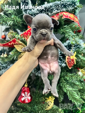 Френски белдочета