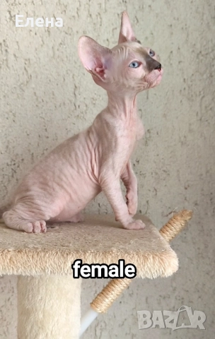 Донски Сфинкс със сине очи с родословие , снимка 6 - Сфинксове - 52226789