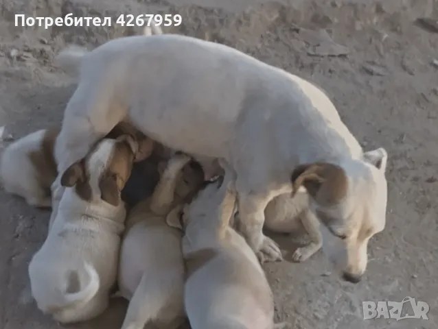 7 малки чистокръвни кученца джак ръсел териер, снимка 1