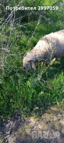 продавам 3 броя мъжки шилета