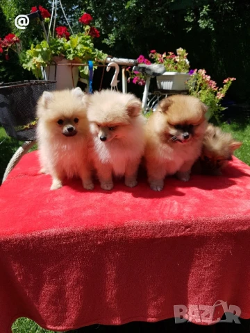 Померан померани Гр. София , снимка 1