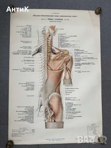 Комплект Соц Медицински Плакати 1951 година, снимка 6 - Антикварни и старинни предмети - 49938826