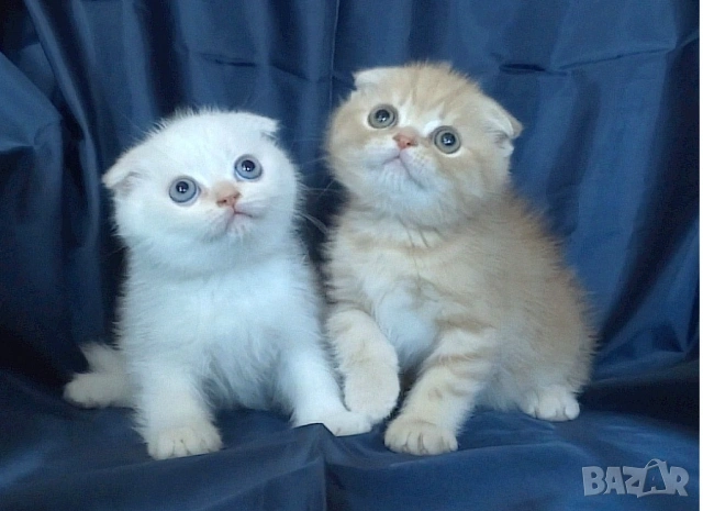 Клепоухи късокосмести котета