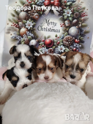 йоркширски териер бивър , снимка 4 - Йоркширски териер - 52906280