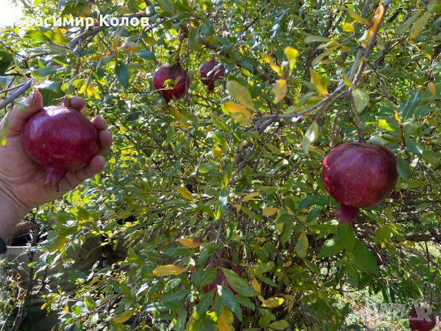 Нарове – селекция от много сортове с различни характеристики ,растения, дръвчета, снимка 8 - Градински цветя и растения - 52516852