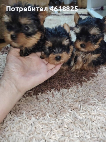 Мини йоркширски териери , снимка 6 - Йоркширски териер - 54048007
