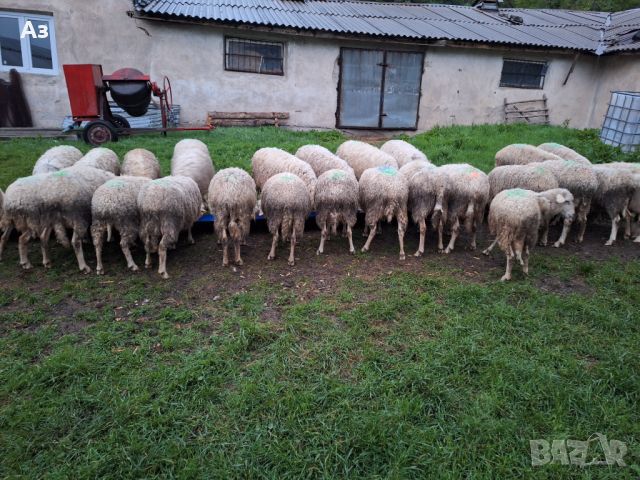 Продавам ялови овце, снимка 3 - Овце - 45697852