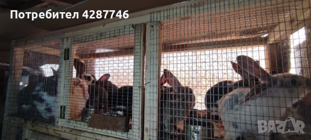 Продавам зайци порода пеперуда на 4 месеца , снимка 4 - Други - 53711480