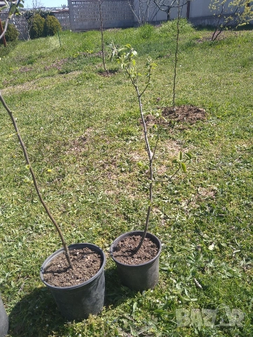 Дръвчета мушмула