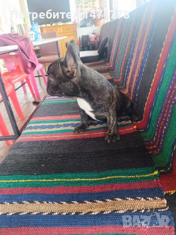 френски булдог , снимка 4 - Френски булдог - 52970248