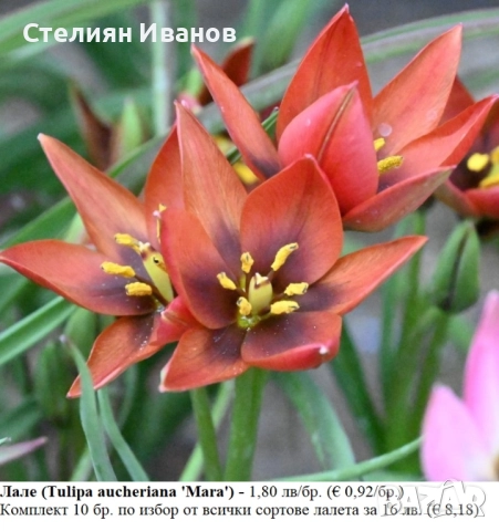 БОТАНИЧЕСКИ ЛАЛЕТА – ЛУКОВИЦИ, снимка 4 - Сортови семена и луковици - 52372825