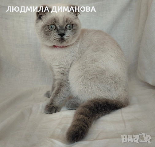 Шотландско момиче със сини очи. , снимка 7 - Британска късокосместа - 52646655