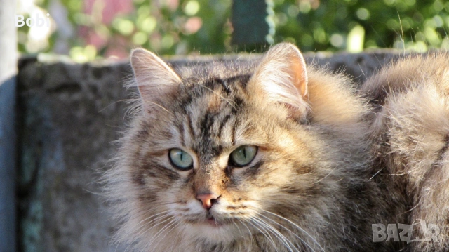 Canon PowerShot SX510 HS Wi-Fi, снимка 12 - Фотоапарати - 53621125