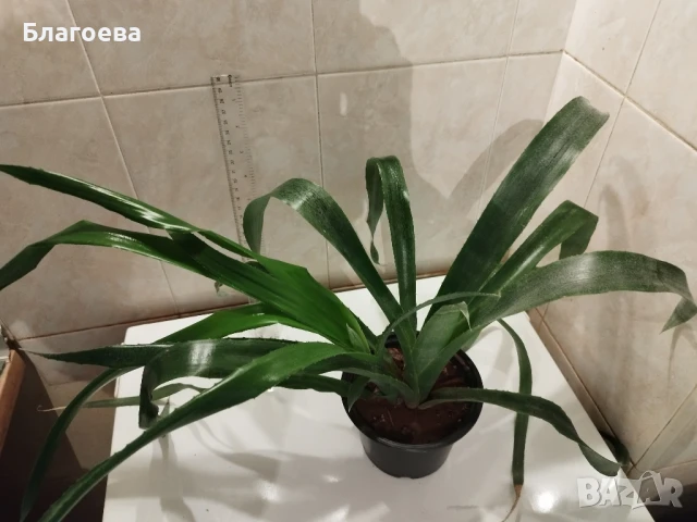 Билбергия червена