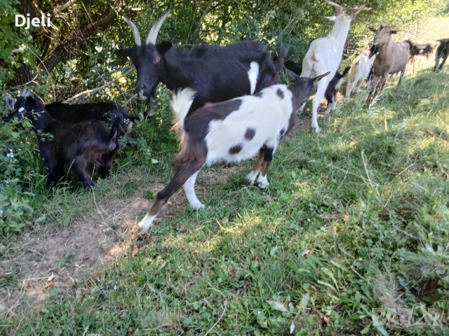 продавам кози и ярета, снимка 4 - Кози - 51835332