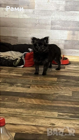 Шпиц померан момиче, снимка 4 - Шпиц - 53988342