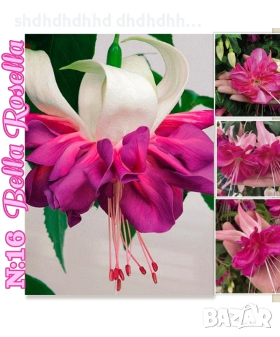 Фуксия многодишна Каскадна , снимка 9 - Градински цветя и растения - 54270811