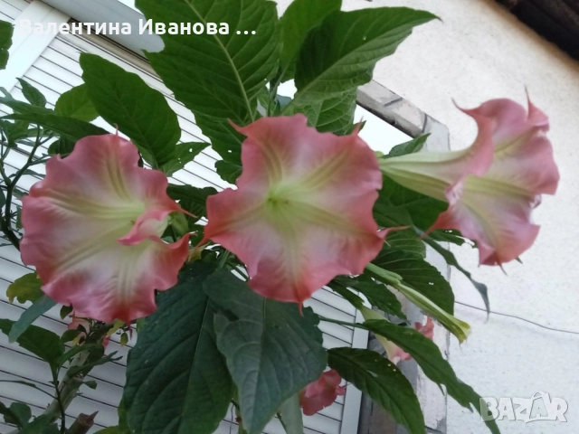 комплект 3 бр ангелски тромпет , снимка 9 - Стайни растения - 52420549