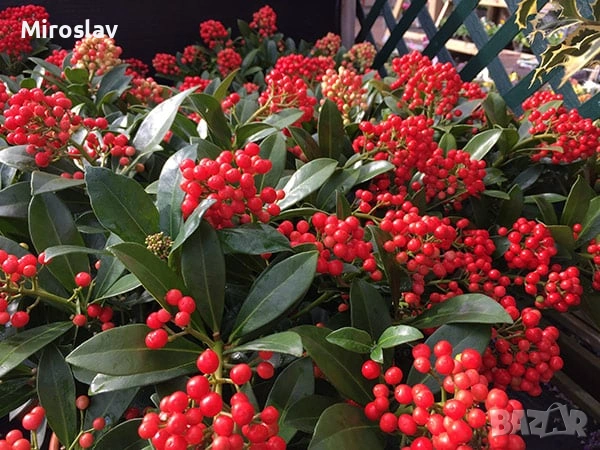 Скимия-Японски люляк, снимка 3 - Градински цветя и растения - 53878406