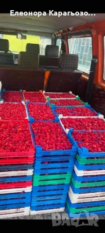 Качествен разсад Ядоги и малини, снимка 5 - Разсади - 53787426