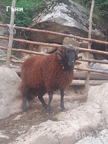 коч кочове овце , снимка 16 - Овце - 53624151