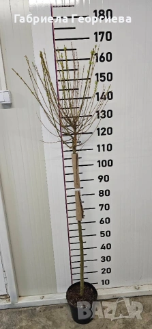 Пъстролистна върба , снимка 2 - Градински цветя и растения - 53905836