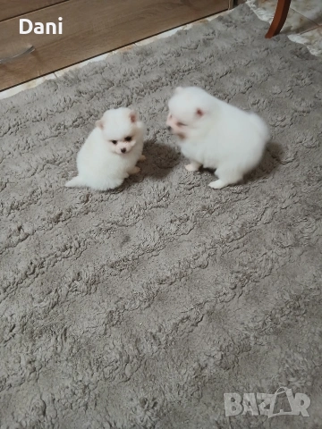 Mini Pomeran, снимка 9 - Померан - 53406474