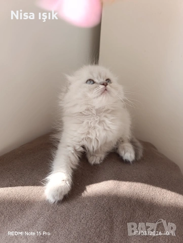 момченце уникално най редкия цвят as11 побързайте за да сте тази вечер с него 