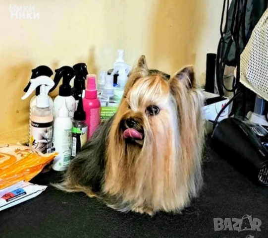 Мини йоркширски териерчета , снимка 4 - Йоркширски териер - 52482388