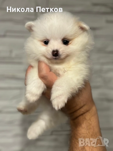 Померан мини 