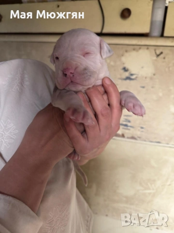 XL American Bully с родословие и сертификат, снимка 13 - Други - 53883611