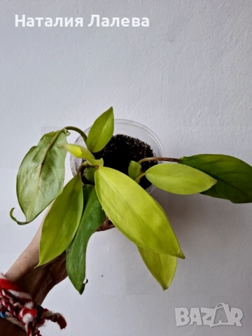 Филодендрон, philodendron Malay Gold