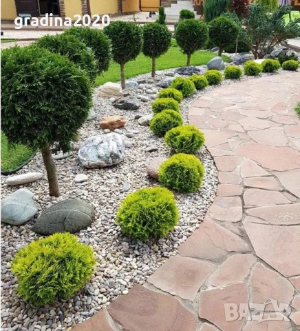 Туя Даника Голд – Thuja occidentalis Danica Gold, снимка 2 - Разсади - 52714286