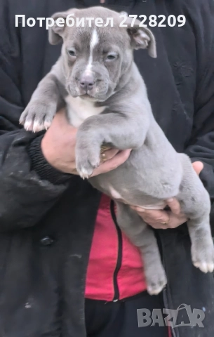 Американско Були Хл/American Bully XL , снимка 2 - Питбул - 52325603