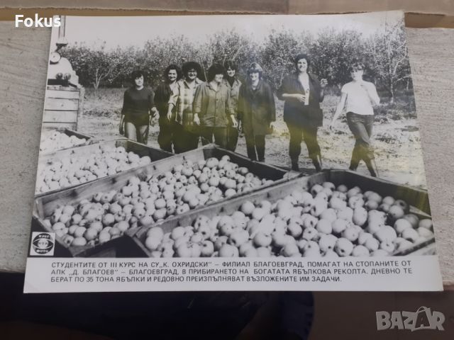 Снимка фотокопие Соц БТА ПресФото ябълкова реколта, снимка 1 - Антикварни и старинни предмети - 45178617