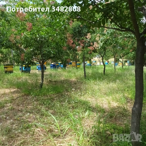 Натурален пчелен мед, снимка 4 - Пчелни продукти - 51625375