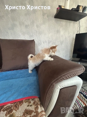 Бяло златно йорки, снимка 3 - Йоркширски териер - 54012330