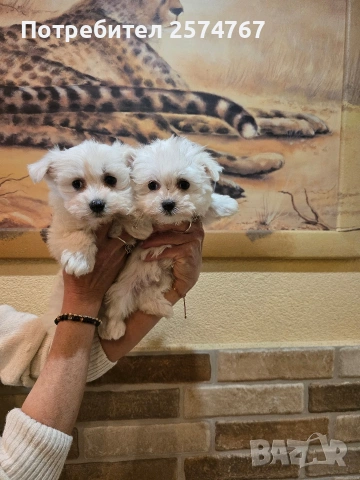 Малтийска болонка 