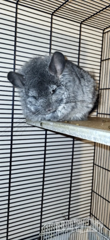 Продавам чинчила, снимка 5 - Чинчили - 52350530