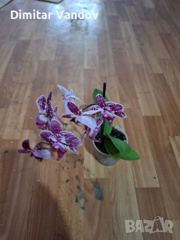 Различни видове цветя, снимка 8 - Стайни растения - 53278945