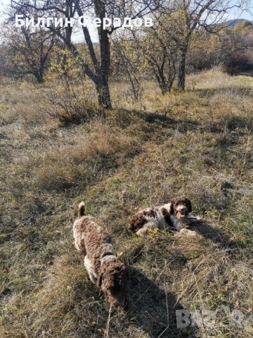 Лагото Романьоло 