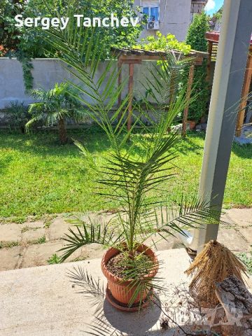 Бананови палми и др, снимка 7 - Градински цветя и растения - 44004050