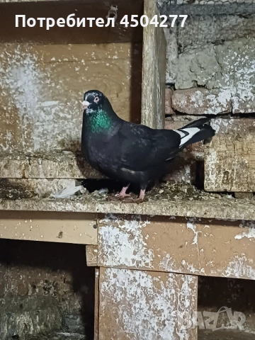 Свободни гълъби