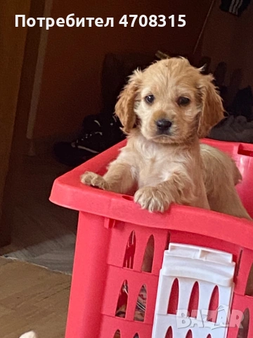 Кокер шпаньол карамел момче ваксина, снимка 6 - Кокер шпаньол - 54250228